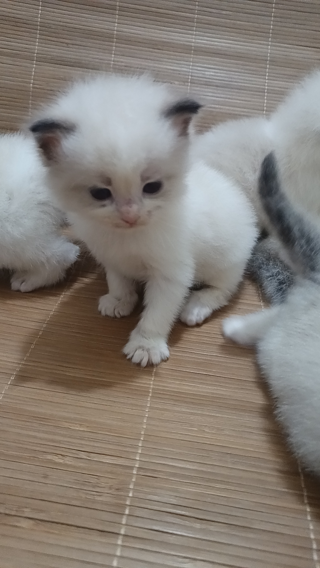 精品蓝双布偶猫咪